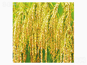 北稻2號-齊山種業(yè)