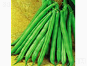 早熟紫花油豆王-齊山種業(yè)