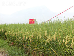 Ұ�マ(y��u)3̖-�G���N�I(y��)