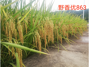 Ұ�マ(y��u)863-�G���N�I(y��)