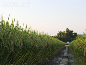 �؃�(y��u)2887-�G���N�I(y��)