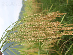 �؃�(y��u)919-�G���N�I(y��)