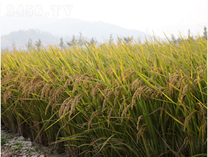 ��Ŵ��(y��u)1̖-�G���N�I(y��)