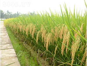 �G����(y��u)�ͽz-�G���N�I(y��)