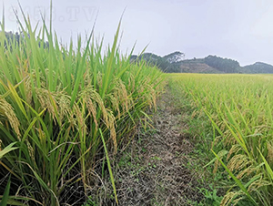 �G����(y��u)�ͽz-�G���N�I(y��)