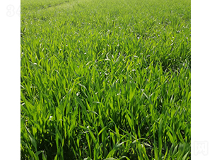 ¡ƽ��6̖(h��o)-�A��N�I(y��)