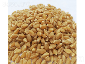 ɽ�r(n��ng)102-�A��N�I(y��)