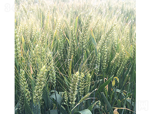 ����53-�A��N�I(y��)