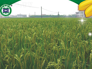 ��Ƀ�(y��u)02-�s���絾-���A�N�I(y��)