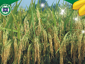 ��Ƀ�(y��u)611-�s���絾-���A�N�I(y��)