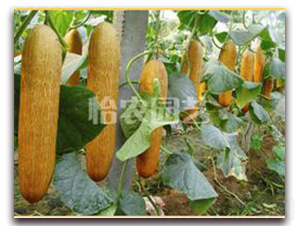 �ʹ�-�S�ϷN��-���r(n��ng)�@ˇ