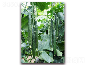 ʢ��-�S�ϷN��-���r(n��ng)�@ˇ