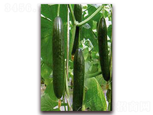 ����-�S�ϷN��-���r(n��ng)�@ˇ