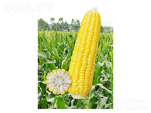 ����-���׷N��-��֮Դ