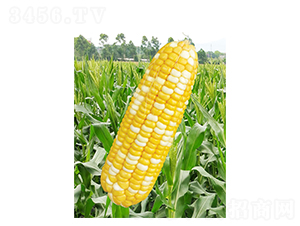 ������1̖-���׷N��-��֮Դ