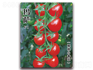 瑪薩-番茄種子-飛歌農業(yè)