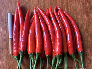 朝天椒種子-金馬開元