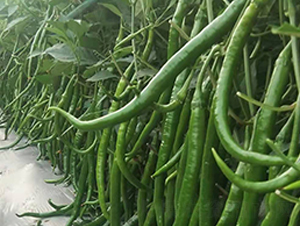 進口線椒種子-金馬開元