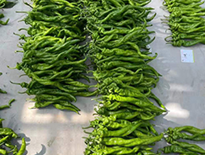 進(jìn)口螺絲椒種子-金馬開元