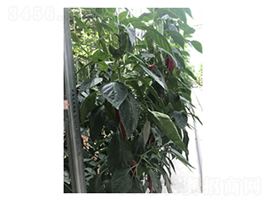 Ѹ�Y37-74-�����N��-��V�r(n��ng)�I(y��)