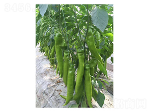 ����P20-�����N��-��V�r(n��ng)�I(y��)