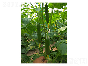 ˹�п�-ˮ���S�ϷN��-��V�r(n��ng)�I(y��)