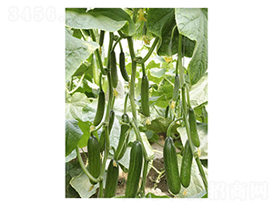 ˹����-ˮ���S�ϷN��-��V�r(n��ng)�I(y��)