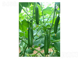 �W�S��-ˮ���S�ϷN��-��V�r(n��ng)�I(y��)