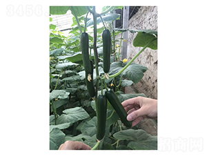 Ǭ��1517-ˮ���S�ϷN��-��V�r(n��ng)�I(y��)