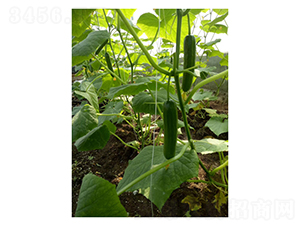 ����-ˮ���S�ϷN��-��V�r(n��ng)�I(y��)