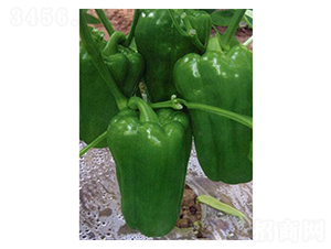 ���᠖-�A���N��-�֮���r�I(y��)