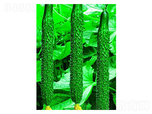 ʢ�����-�S�ϷN��-�֮���r(n��ng)�I(y��)