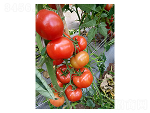 大紅以色列A316-番茄種子-地喜農業(yè)