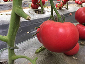 Խ�Č�(zhu��n)��-��۷��ѷN-��ϲ�r(n��ng)�I(y��)