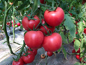 大粉208番茄種子-地喜農業(yè)