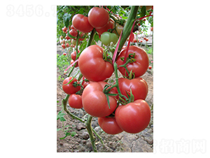 雄風(fēng)168-番茄種子-地喜農(nóng)業(yè)
