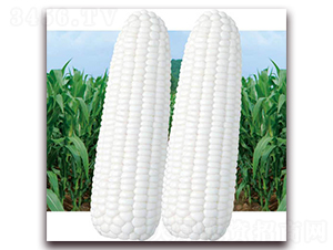 ���Ŵ����-��Ŵ���׷N��-������