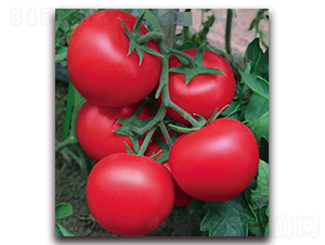 納孚101-番茄種子-孚瑞祺