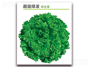 超級(jí)綠波-生菜種子-孚瑞祺