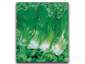 超級(jí)上海青-青梗菜種子-孚瑞祺