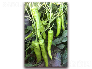 �ׁ���һ̖-�����N��-�M��N��