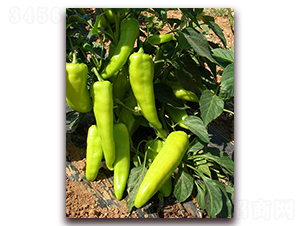 �䌚һ̖-�����N��-�M��N��