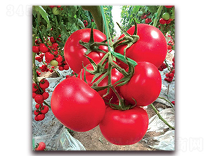 捷粉一號番茄-番茄種子-滿田種子