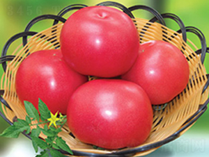 捷粉二號(hào)番茄-番茄種子-滿田種子