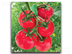 捷粉三號(hào)番茄-番茄種子-滿田種子