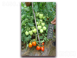 滿田2511番茄-番茄種子-滿田種子