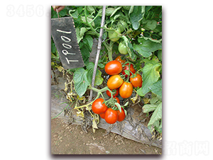 SC-709番茄-番茄種子-滿(mǎn)田種子