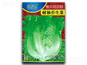 意大利四季耐抽苔-生菜種子-恒馳種業(yè)