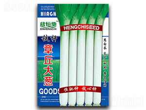 鐵桿章丘大蔥-大蔥種子-恒馳種業(yè)