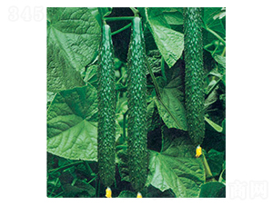 �G����̖F1-�S�ϷN��-�A�S�N�I(y��)